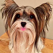 Romeo joined the competition — help win amazing prizes! dog, pet, long_hair, ears, tongue, cute, animal, fur, indoor, wooden_surface, small_dog, adorable, face, portrait, looking, friendly, domestic, mammal, whiskers, closeup