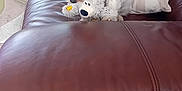 Toby joined the competition — help win amazing prizes! dog, puppy, stuffed_toy, couch, leather, indoor, pillow, brown, white, black, pet, cute, small_dog, fur, snout, sitting, cozy, home, animal, toy