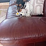 dog, puppy, stuffed_toy, couch, leather, indoor, pillow, brown, white, black, pet, cute, small_dog, fur, snout, sitting, cozy, home, animal, toy