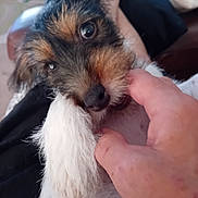 Toby is registered to the contest to win money with this photo: puppy, dog, pet, playing, biting, hand, fingers, fur, closeup, indoor, cute, animal, young, whiskers, brown, white, black, nibble, cozy, soft