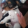 Toby is registered to the contest to win money with this photo: puppy, dog, pet, lap, hand, fur, collar, indoor, couch, relaxation, tricolor, cute, animal, domestic, comfort, small_dog, fur_texture, resting, human_interaction, cozy