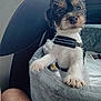 Toby joined the competition — help win amazing prizes! dog, puppy, car_interior, pet_bed, black_and_white, curious, small_dog, fur, pet, animal, seat, harness, window, car_seat, cozy, resting, cute, domestic_animal, travel, companion