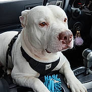 Powder is registered to the contest to win money with this photo: animal, brown_eyes, canine, car_gear_shift, car_interior, closeup, companion, dog, fluffy_pom_pom, front_seat, harness, keychain, paw, pet, relaxed, seatbelt, steering_wheel, toy, travel, white_dog