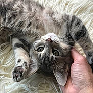 Maliboo participe au concours pour gagner de l'argent avec cette photo : abyssinian, animal, bed, blanket, bodypart, cat, couch, face, finger, furniture, hand, head, kitten, manx, person, pet, photography, portrait, siamese, sleeping