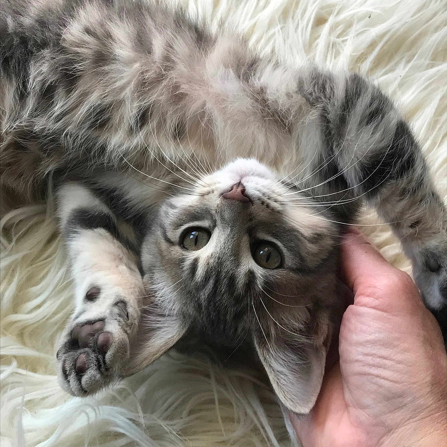 Maliboo participe au concours pour gagner de l'argent avec cette photo : abyssinian, animal, bed, blanket, bodypart, cat, couch, face, finger, furniture, hand, head, kitten, manx, person, pet, photography, portrait, siamese, sleeping