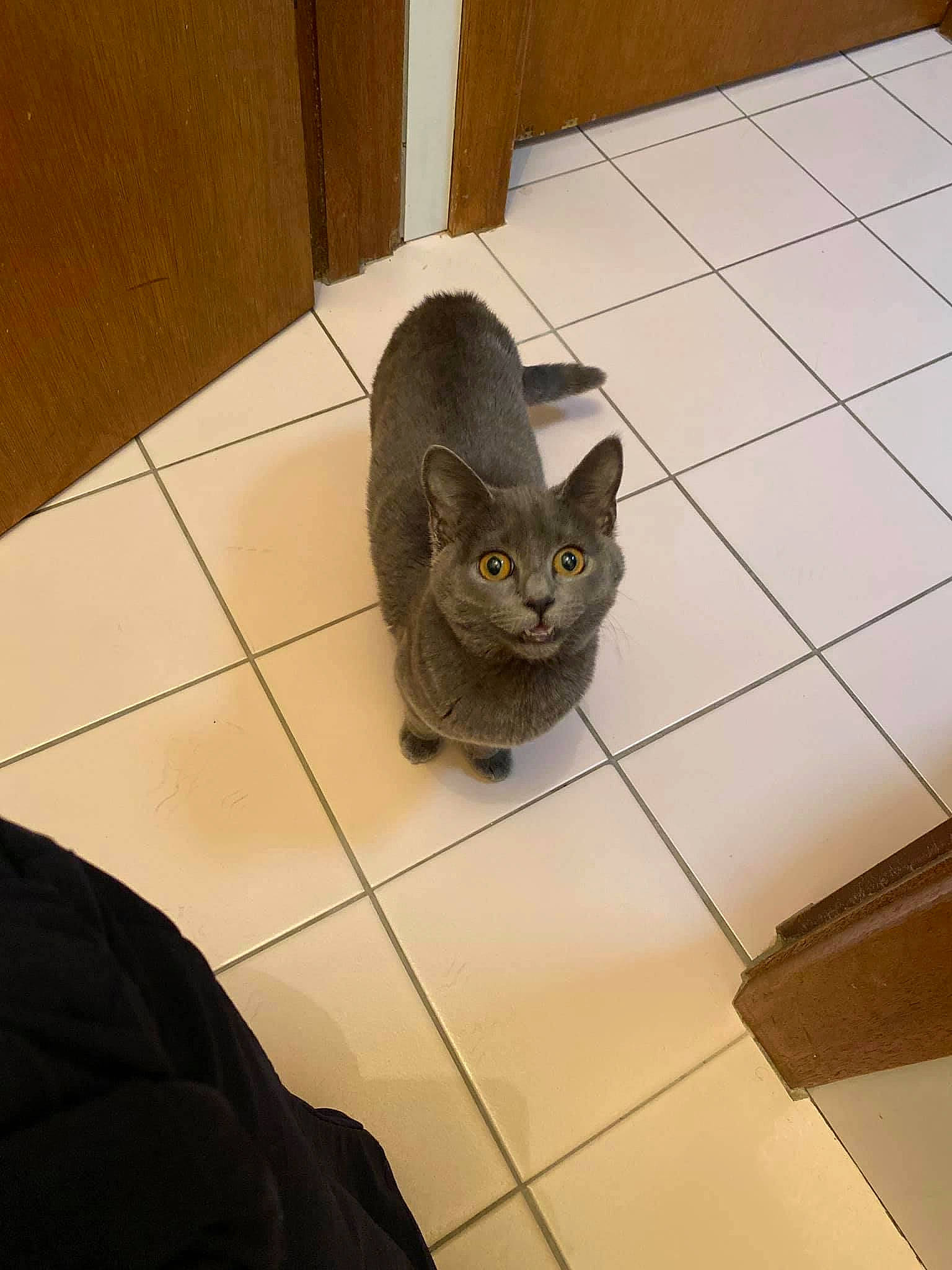 Millie is registered to the contest to win money with this photo: carnivore, cat, ceiling, domestic_short_haired_cat, felidae, floor, flooring, fur, grey, hardwood, metal, paw, room, small_to_medium_sized_cats, snout, tail, tile, whiskers, wood