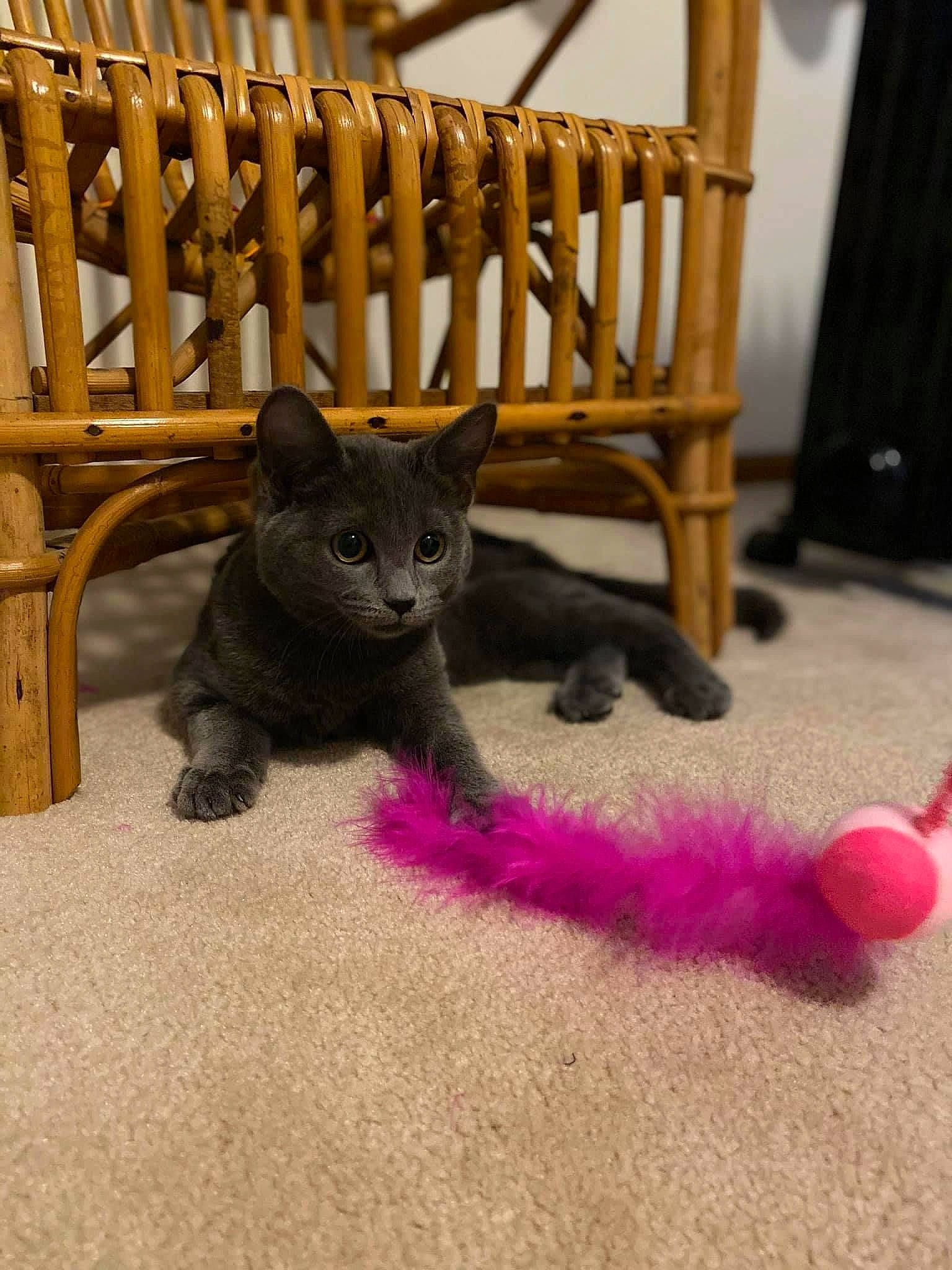 Millie is registered to the contest to win money with this photo: carnivore, cat, cat_toy, chair, comfort, fawn, felidae, flooring, foot, fur, grey, hardwood, plant, purple, small_to_medium_sized_cats, snout, tail, toy, whiskers, wood