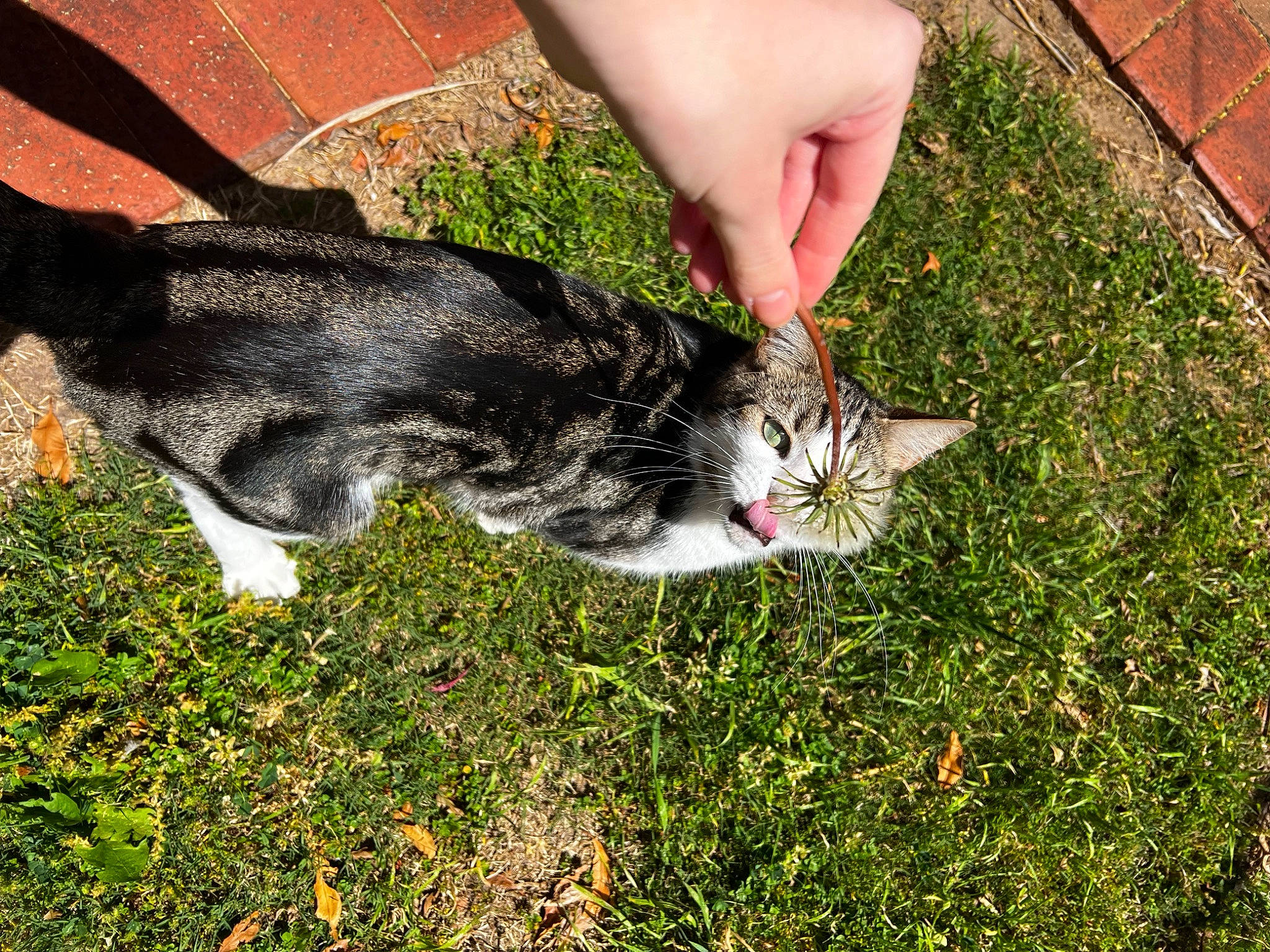 Mateo joined the competition — help win amazing prizes! canidae, carnivore, cat, domestic_short_haired_cat, fawn, felidae, foot, fur, grass, groundcover, human_leg, lawn, people_in_nature, plant, small_to_medium_sized_cats, snout, tail, thigh, tree, whiskers