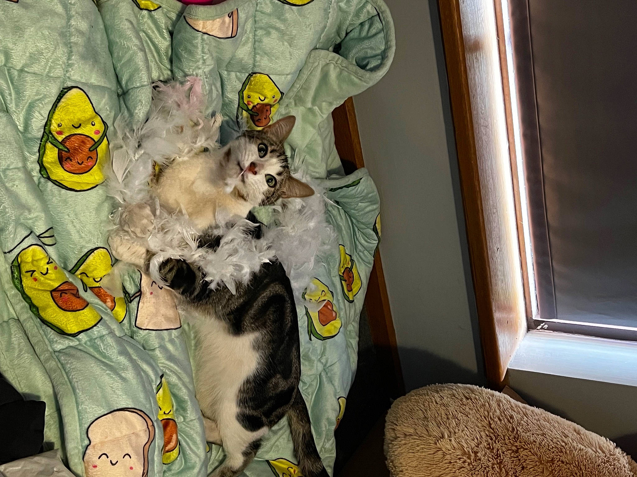 Mateo joined the competition — help win amazing prizes! art, carnivore, comfort, companion_dog, couch, dog_breed, fawn, felidae, fiction, fun, fur, hat, personal_protective_equipment, room, small_to_medium_sized_cats, sporting_group, stuffed_toy, toy, whiskers, window