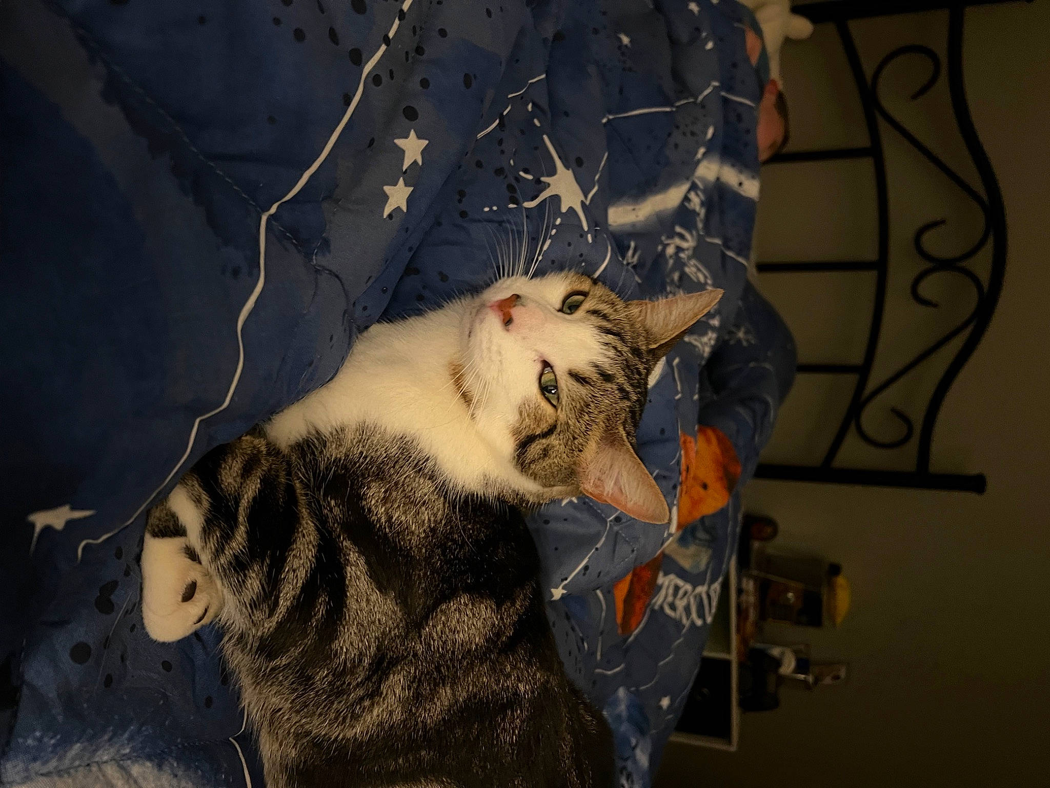 Mateo joined the competition — help win amazing prizes! art, carnivore, cat, darkness, domestic_short_haired_cat, fang, felidae, fur, pattern, paw, picture_frame, small_to_medium_sized_cats, space, tail, terrestrial_animal, visual_arts, whiskers