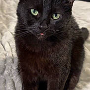 Luna is registered to the contest to win money with this photo: cat, black_cat, green_eyes, pet, animal, feline, tongue_out, cute, indoor, bed, blanket, soft_texture, whiskers, ears, fur, sitting, portrait, domestic_cat, close_up, playful