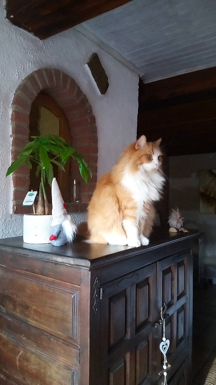 Pepper a rejoint le concours — aidez-le/la à gagner de superbes lots ! cabinetry, carnivore, cat, chest, chest_of_drawers, companion_dog, cupboard, drawer, dresser, fawn, felidae, hardwood, houseplant, plant, room, small_to_medium_sized_cats, tail, whiskers, wood, wood_stain