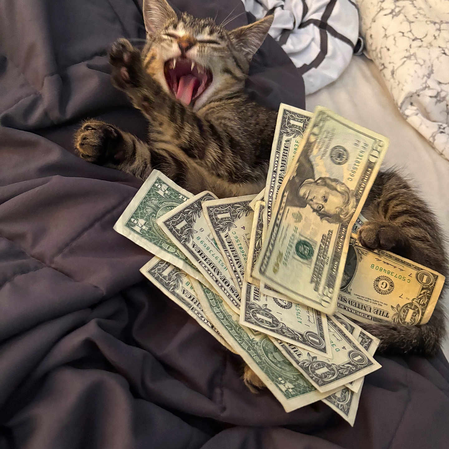 Mocha is registered to the contest to win money with this photo: animal, bed, blanket, cat, cozy, currency, cute, dollar_bills, domestic_animal, feline, fur, indoor, kitten, money, paw, pet, playful, relaxed, sleeping_area, yawning