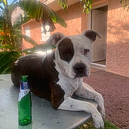 Panama a rejoint le concours — aidez-le/la à gagner de superbes lots ! dog, black_and_white, table, green_bottle, outdoor, plant, banana_plant, building, window, door, grass, sunlight, pet, animal, relaxed, daytime, leaves, metal_table, resting, nature
