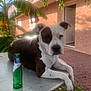 dog, black_and_white, table, green_bottle, outdoor, plant, banana_plant, building, window, door, grass, sunlight, pet, animal, relaxed, daytime, leaves, metal_table, resting, nature
