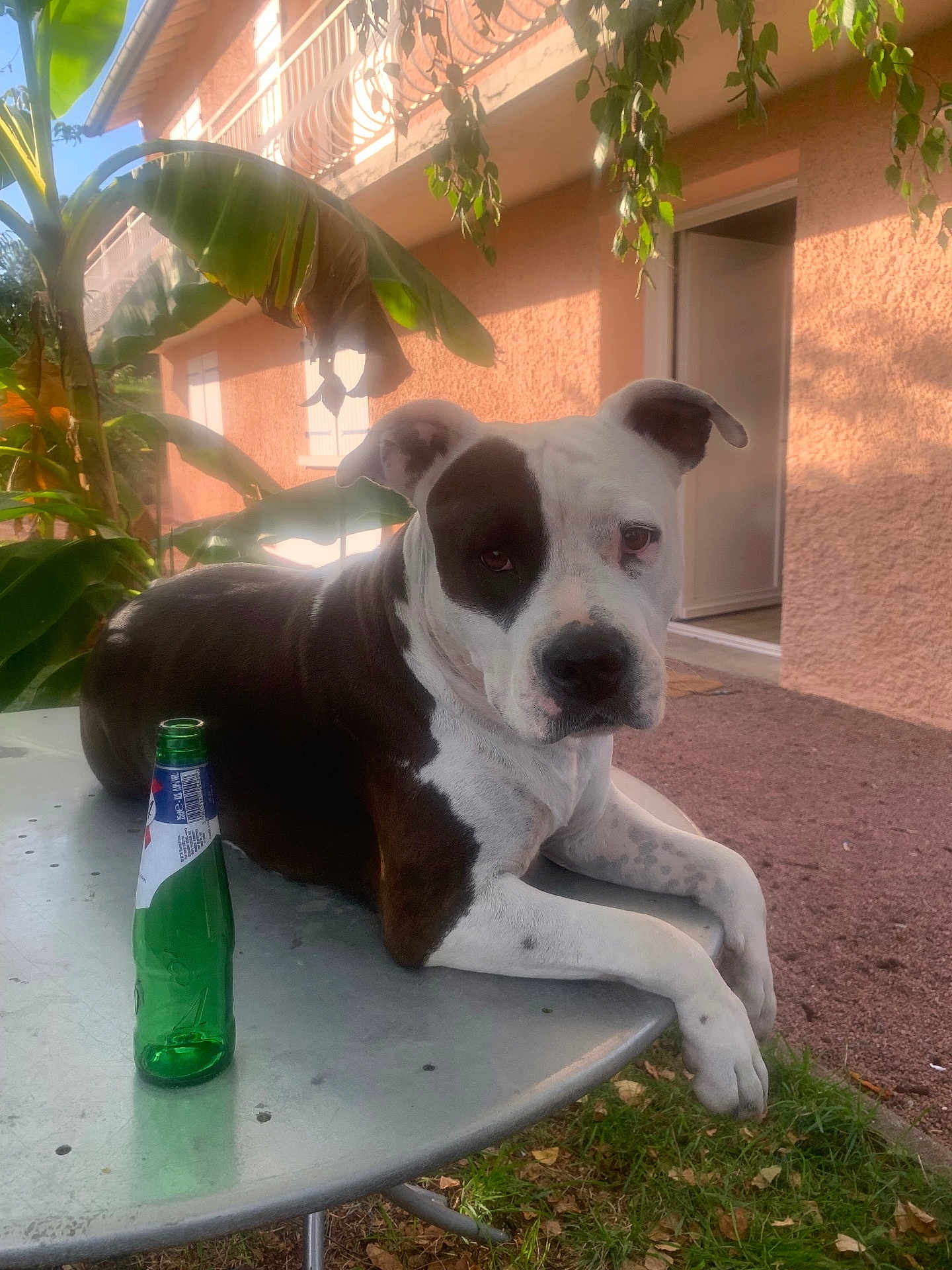Panama a rejoint le concours — aidez-le/la à gagner de superbes lots ! dog, black_and_white, table, green_bottle, outdoor, plant, banana_plant, building, window, door, grass, sunlight, pet, animal, relaxed, daytime, leaves, metal_table, resting, nature