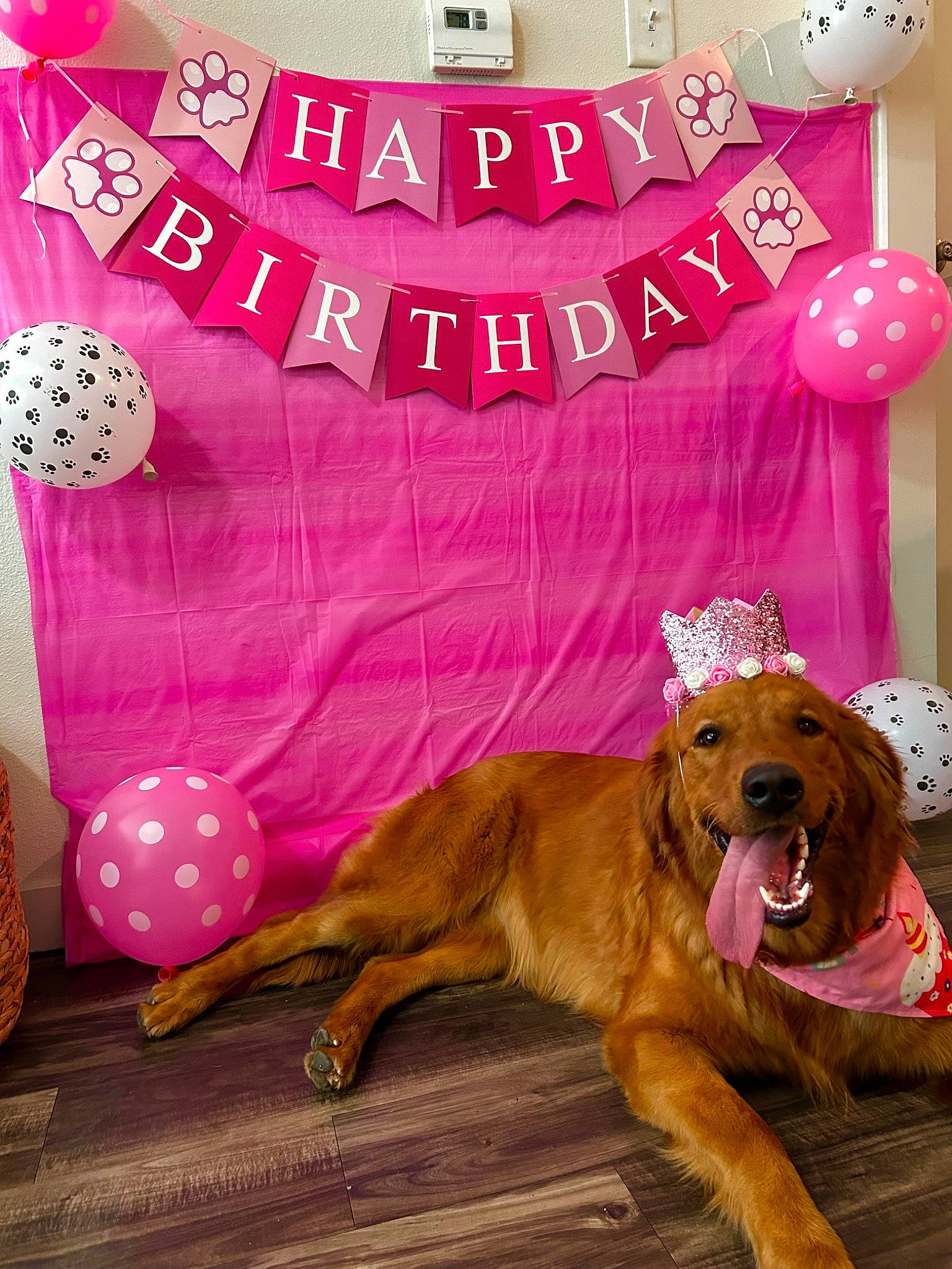 Lilo is registered to the contest to win money with this photo: balloon, canidae, carnivore, companion_dog, decoration, dog, dog_breed, event, fawn, felidae, flooring, font, happy, magenta, party_supply, pink, room, sporting_group, studio_couch, tail