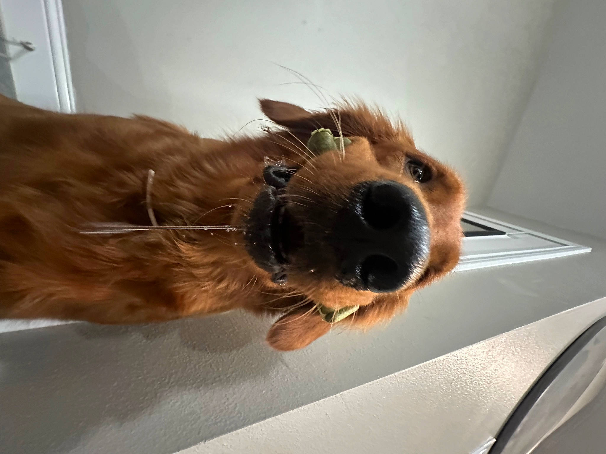 Lilo is registered to the contest to win money with this photo: canidae, carnivore, collar, comfort, companion_dog, dog, dog_breed, dog_collar, eyewear, fawn, fur, liver, selfie, snout, sporting_group, terrier, vehicle_door, whiskers, windshield, working_animal