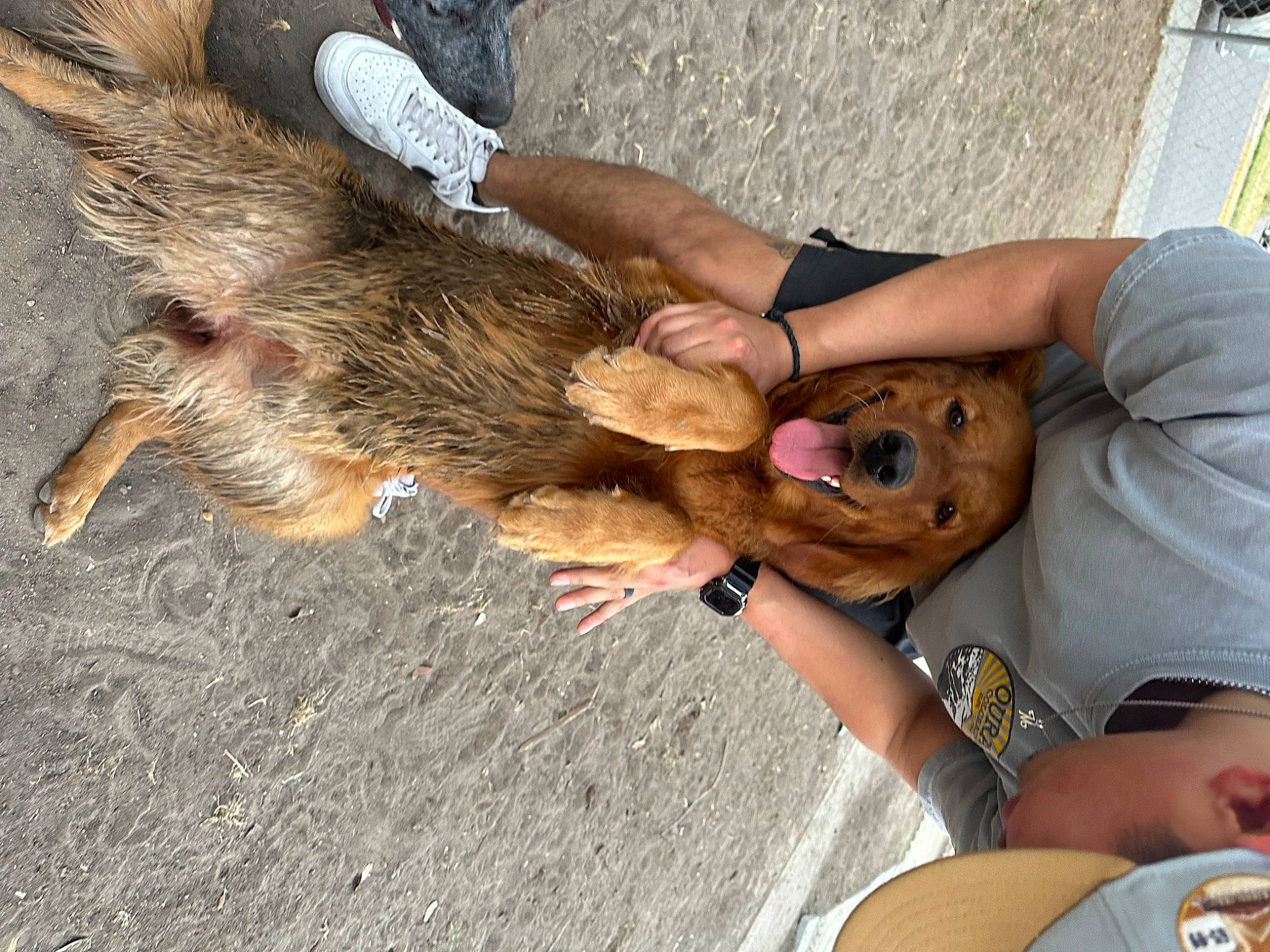 Lilo is registered to the contest to win money with this photo: canidae, companion_dog, dog_breed, drum, fur, goat, goats, guitar, hand, human_leg, livestock, musical_instrument, ratite, soil, sporting_group, sunglasses, wildlife, wildlife_biologist, wood, wrist