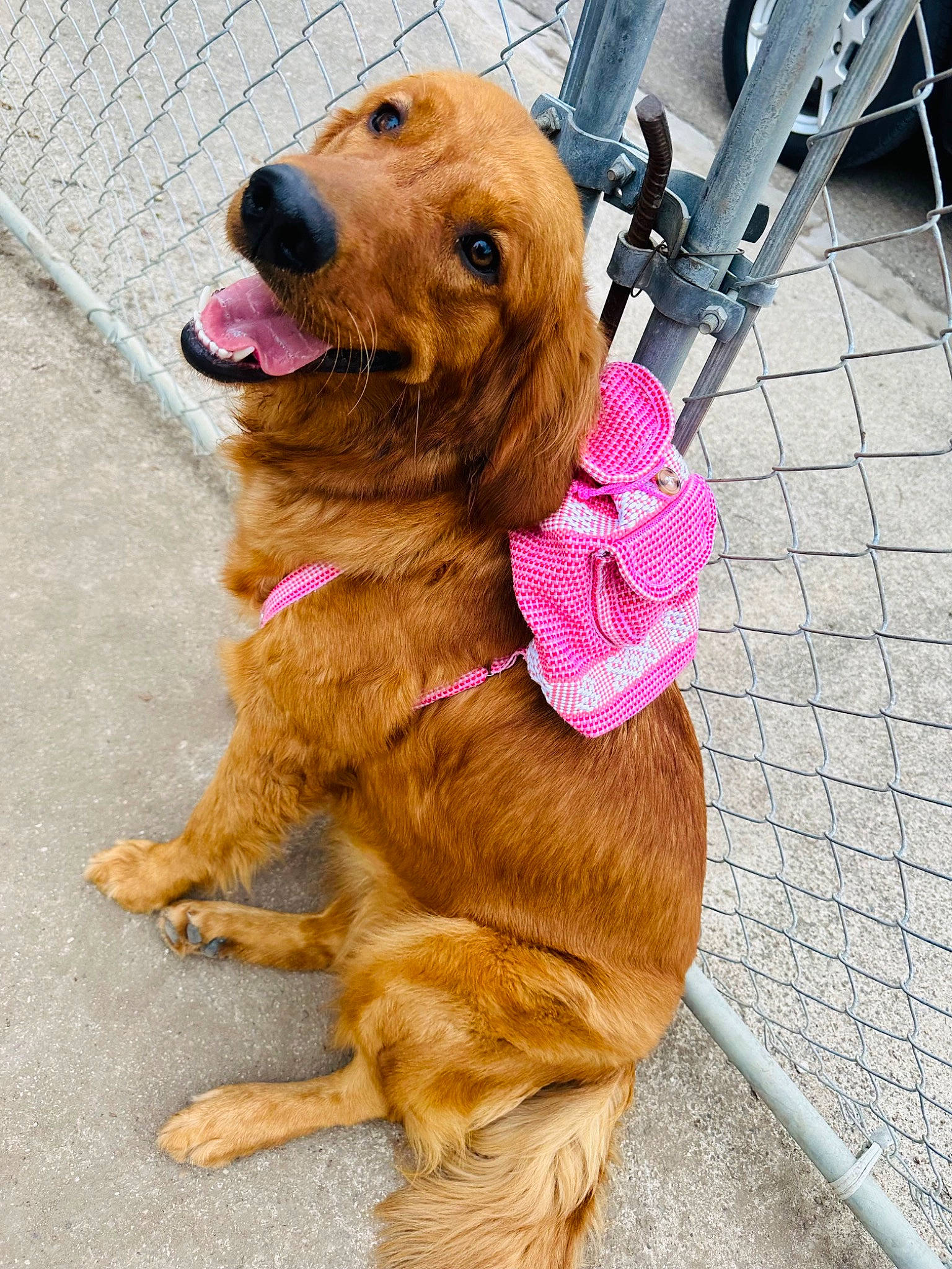 Lilo is registered to the contest to win money with this photo: bag, canidae, carnivore, collar, companion_dog, dog, dog_breed, dog_collar, dog_supply, dog_walking, fashion_accessory, fawn, fur, leash, liver, luggage_and_bags, pet_supply, snout, sporting_group, working_animal