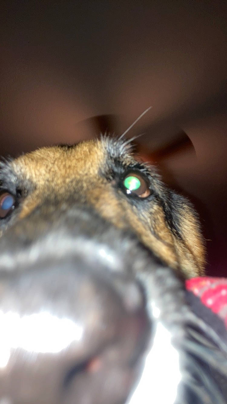 Nakira joined the competition — help win amazing prizes! canidae, carnivore, close_up, dog, dog_breed, fawn, fur, macro_photography, old_german_shepherd_dog, snout, sporting_group, terrestrial_animal, whiskers, wildlife, working_animal, working_dog