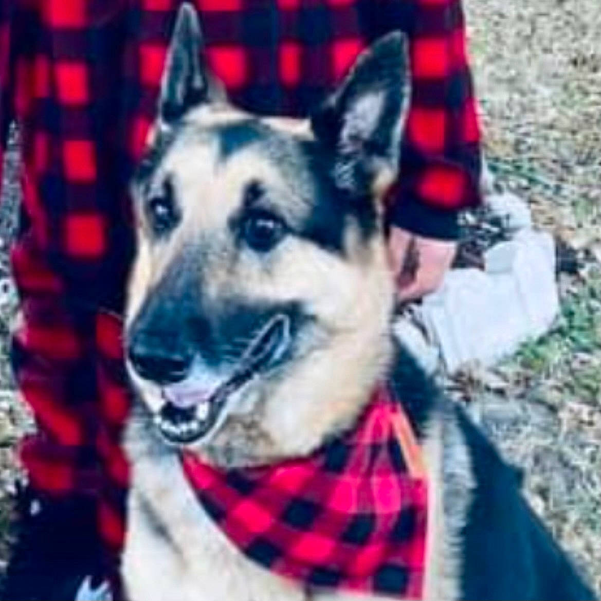 Nakira joined the competition — help win amazing prizes! art, carnivore, collar, companion_dog, dog, dog_breed, dog_collar, dog_supply, electric_blue, event, fur, herding_dog, pattern, picture_frame, plaid, sleeve, snout, sporting_group, square, tartan