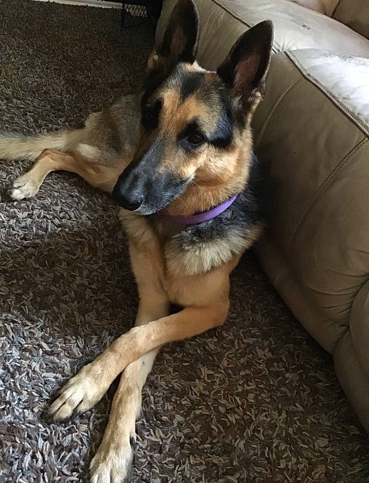 Nakira is registered to the contest to win money with this photo: canidae, carnivore, comfort, companion_dog, couch, dog, dog_breed, dog_supply, fawn, flooring, foot, fur, german_shepherd_dog, herding_dog, paw, snout, sporting_group, terrestrial_animal, working_animal, working_dog