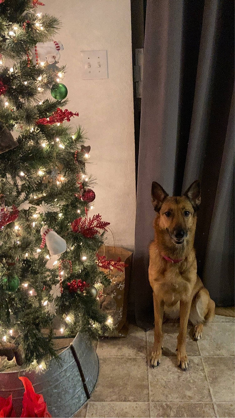Iris joined the competition — help win amazing prizes! carnivore, christmas, christmas_decoration, christmas_ornament, christmas_tree, companion_dog, conifer, curtain, dog, dog_breed, event, evergreen, fawn, herding_dog, holiday, holiday_ornament, ornament, plant, street_dog, tree