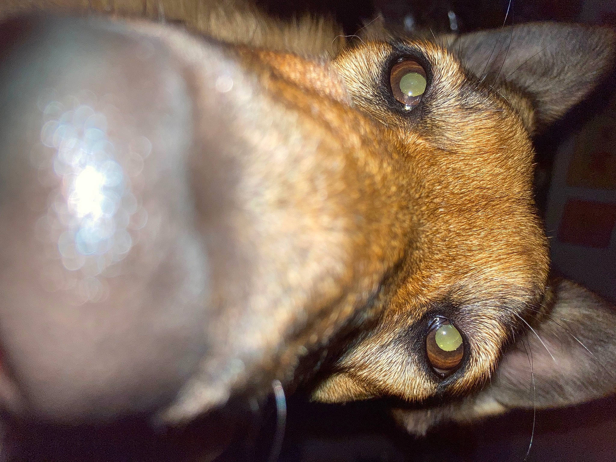 Iris is registered to the contest to win money with this photo: brown, canidae, carnivore, close_up, companion_dog, dog, dog_breed, door, ear, fawn, fur, macro_photography, snout, sporting_group, terrestrial_animal, whiskers, wildlife, wood