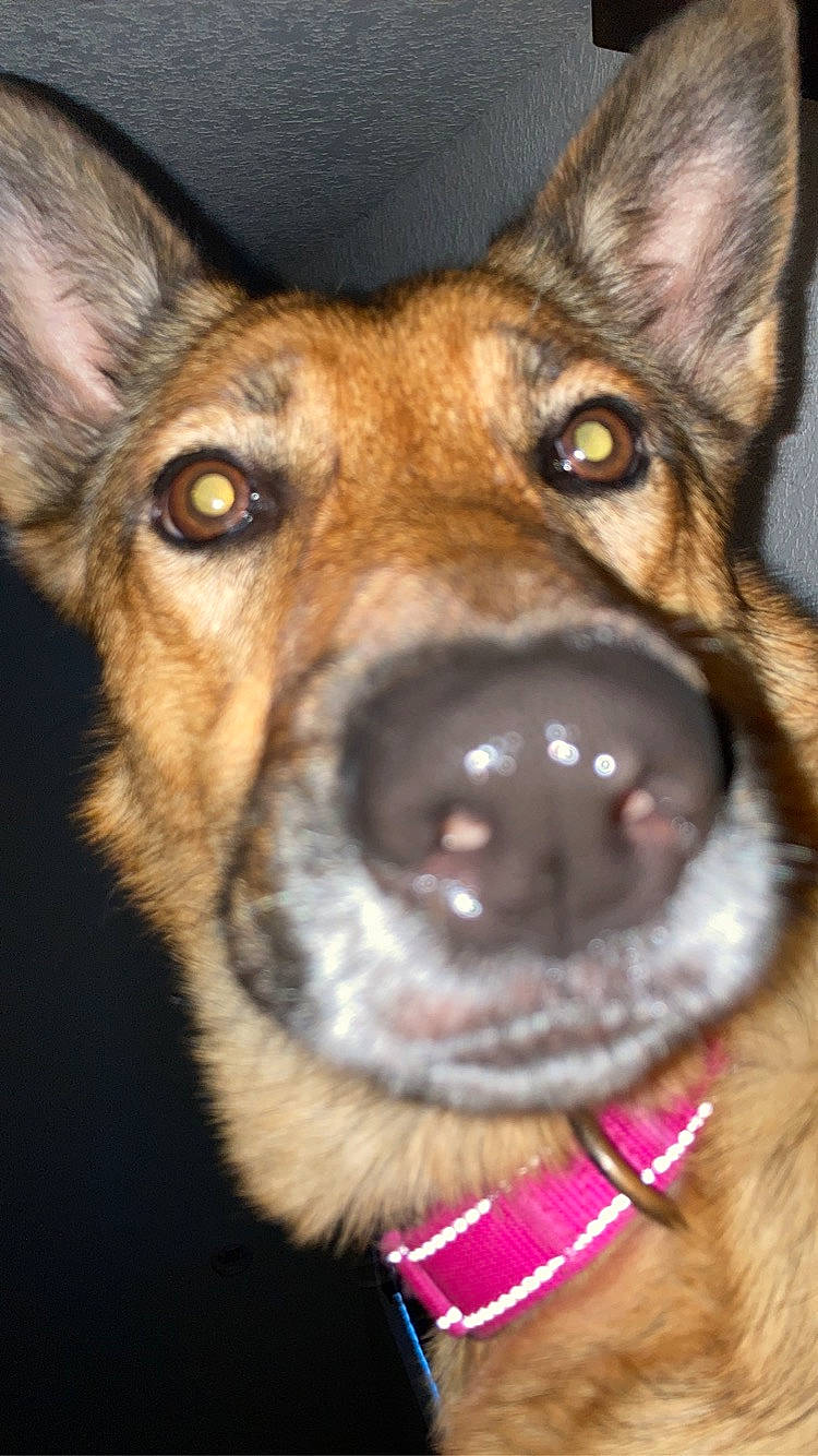 Iris is registered to the contest to win money with this photo: canidae, carnivore, close_up, collar, companion_dog, dog, dog_breed, ear, east_european_shepherd, fawn, fur, german_shepherd_dog, guard_dog, herding_dog, old_german_shepherd_dog, snout, sporting_group, terrestrial_animal, whiskers, working_dog