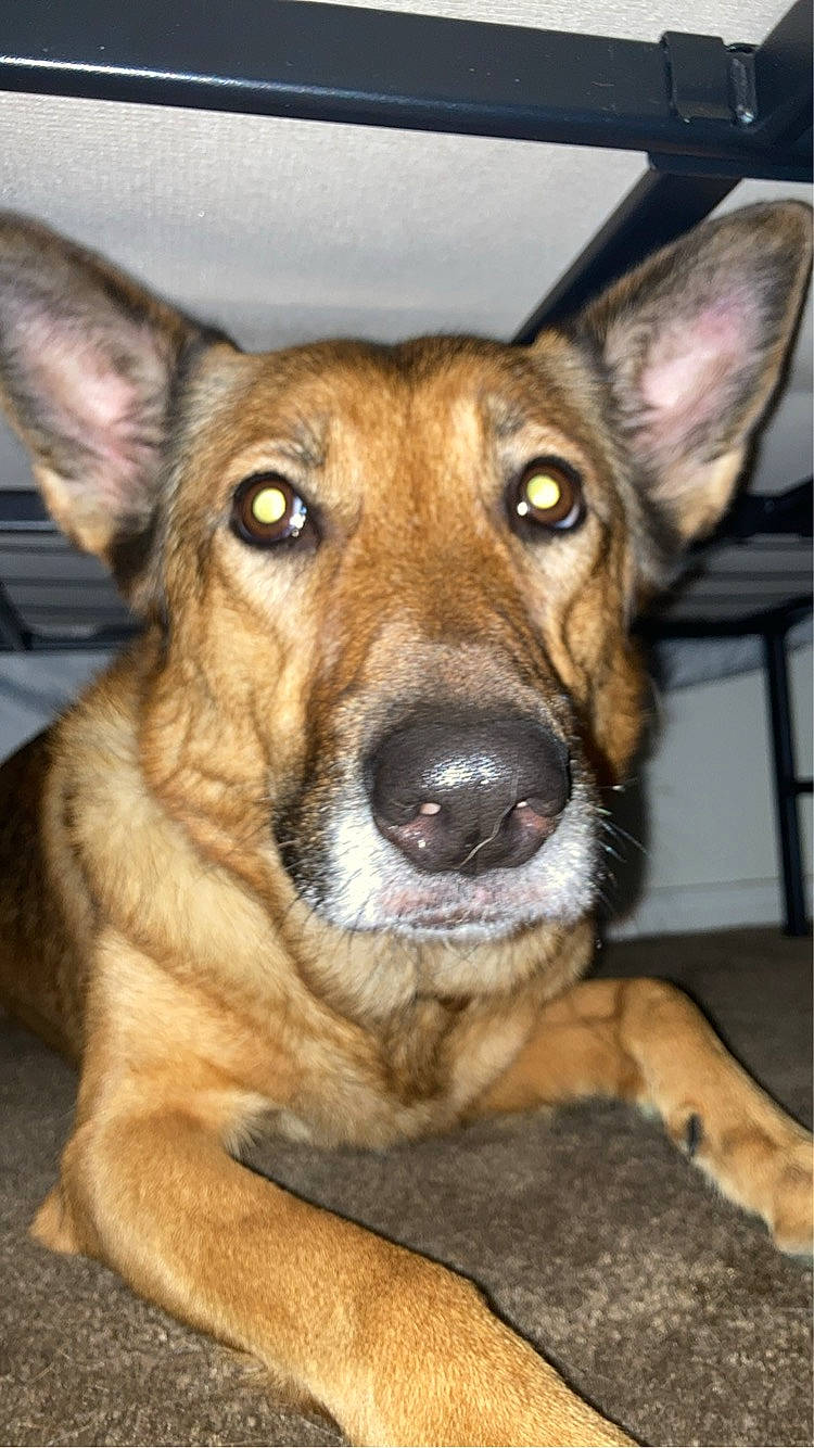 Iris joined the competition — help win amazing prizes! canidae, carnivore, companion_dog, dog, dog_breed, ear, eye, fawn, fur, german_shepherd_dog, guard_dog, herding_dog, jaw, old_german_shepherd_dog, snout, sporting_group, terrestrial_animal, whiskers, working_animal, working_dog