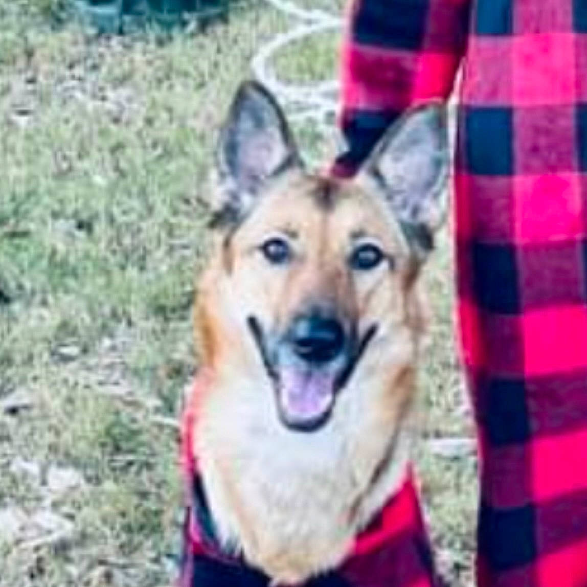 Iris joined the competition — help win amazing prizes! canidae, carnivore, collar, companion_dog, dog, dog_breed, dog_supply, electric_blue, fur, grass, herding_dog, pattern, pet_supply, plaid, plant, sleeve, snout, sporting_group, tartan, working_animal