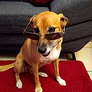 Maddie a rejoint le concours — aidez-le/la à gagner de superbes lots ! dog, sunglasses, indoor, red_rug, gray_couch, pet, canine, brown_dog, white_paws, sitting, looking_down, floor, home, cute, funny, animal, companion, casual, household, relaxed