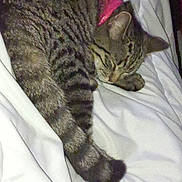 Grizouille participe au concours pour gagner de l'argent avec cette photo : cat, tabby, sleeping, collar, pink, pet, animal, feline, fur, whiskers, ear, tail, paw, blanket, white, indoor, resting, cute, cozy, domestic