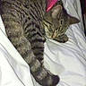 cat, tabby, sleeping, collar, pink, pet, animal, feline, fur, whiskers, ear, tail, paw, blanket, white, indoor, resting, cute, cozy, domestic