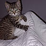Grizouille participe au concours pour gagner de l'argent avec cette photo : kitten, cat, tabby, pet, animal, cute, white_blanket, indoor, curious, fur, small, claws, bed, resting, young, domestic_cat, eyes, whiskers, shadow, quiet