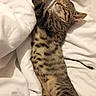 Grizouille participe au concours pour gagner de l'argent avec cette photo : cat, tabby, sleeping, stretched_out, white_blanket, indoor, pet, fur, relaxed, cozy, cute, spots, paws, whiskers, animal, mammal, resting, soft, home, nap