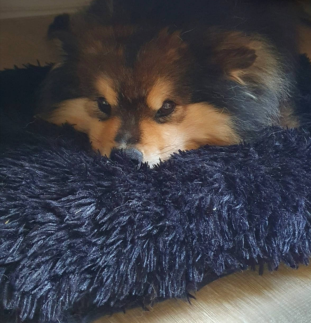 Pokù a rejoint le concours — aidez-le/la à gagner de superbes lots ! canidae, carnivore, claw, companion_dog, dog, dog_breed, flooring, fur, head, natural_material, snout, sporting_group, tail, terrestrial_animal, whiskers, wildlife, working_animal