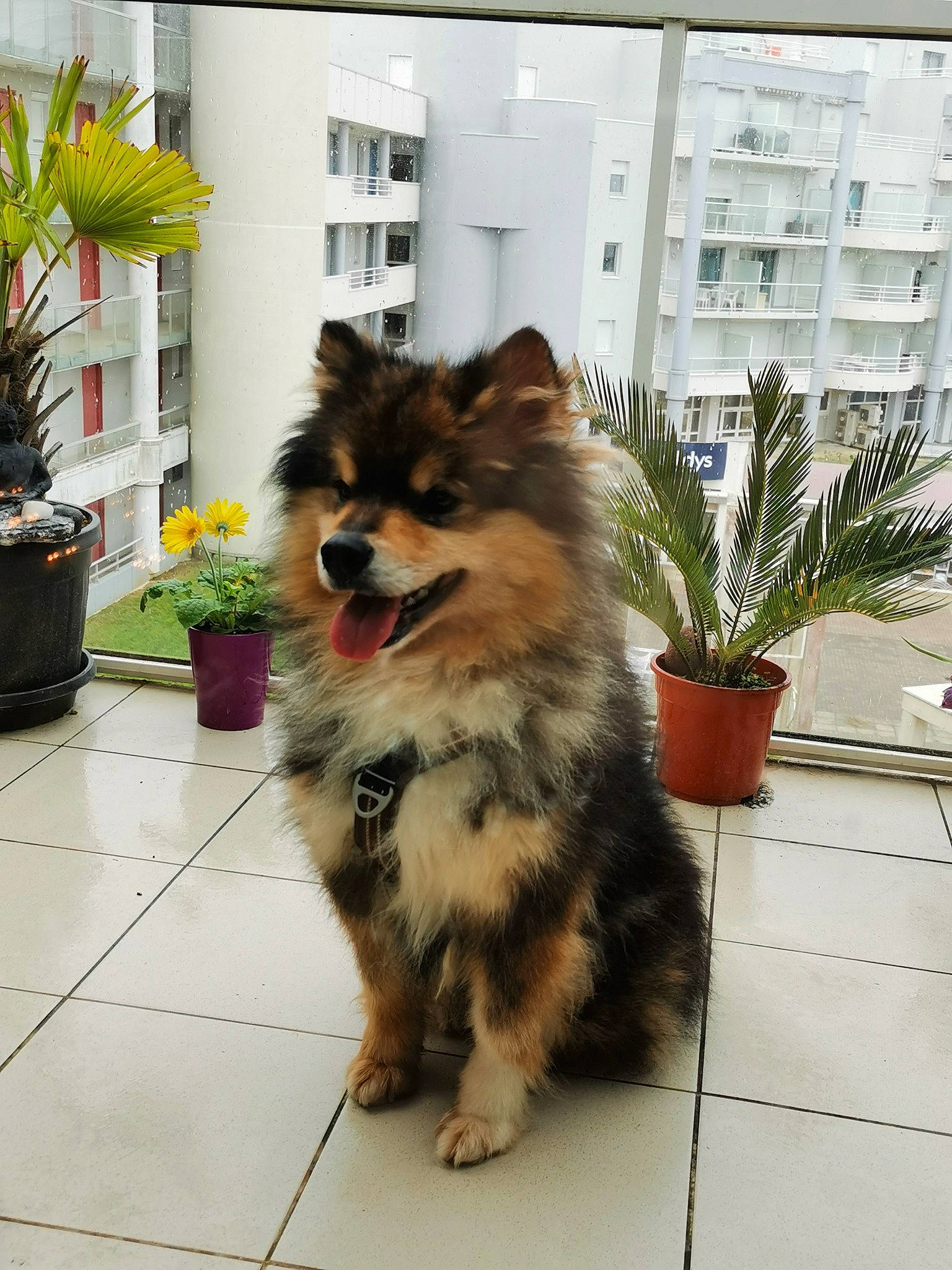 Pokù a rejoint le concours — aidez-le/la à gagner de superbes lots ! building, canidae, carnivore, companion_dog, dog, dog_breed, felidae, flooring, flower, flowerpot, fur, grass, houseplant, plant, snout, tail, toy_dog, tree, whiskers, window