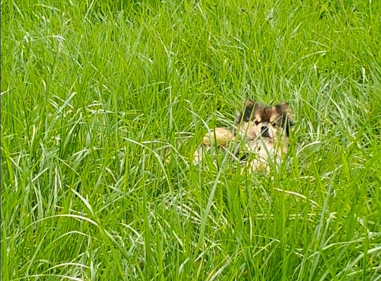 Pokù a rejoint le concours — aidez-le/la à gagner de superbes lots ! carnivore, companion_dog, dog, field, flooring, grass, grass_family, grassland, groundcover, herb, hierochloe, pasture, people_in_nature, plant, poales, prairie, sedge_family, terrestrial_animal, terrestrial_plant, wildlife