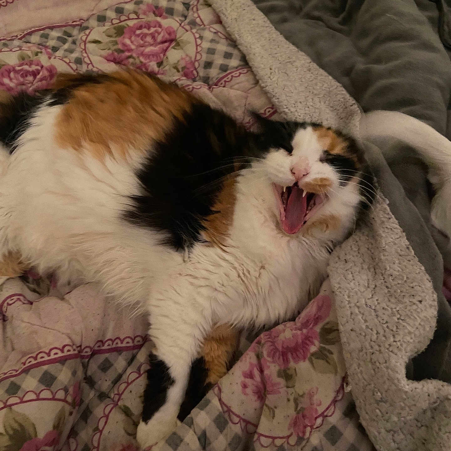 Kookai a rejoint le concours — aidez-le/la à gagner de superbes lots ! animal, bed, bedroom, blanket, bodypart, cat, couch, cushion, furniture, homedecor, kitten, linen, manx, mouth, person, pet, quilt, sleeping, teeth, tongue