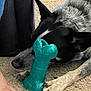 Bandit is registered to the contest to win money with this photo: dog, toy, bone, carpet, paw, foot, painted_toenails, playful, indoor, pet, chewing, black_fur, gray_fur, closeup, animal, domestic_animal, resting, living_room, casual, human