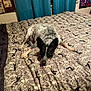 Bandit is registered to the contest to win money with this photo: dog, bed, bedspread, pattern, black_and_white, indoor, curtains, poster, animal, pet, lying_down, looking_up, cozy, room, furniture, resting, ears_up, floor, home, domestic
