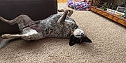 Bandit is registered to the contest to win money with this photo: dog, carpet, couch, blanket, living_room, floor, furniture, collar, pet, relaxed, playful, indoor, wood_floor, bookcase, home, spotted, animal, fur, black_and_white, resting