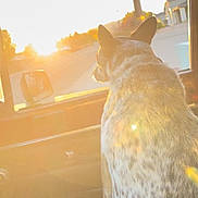 Bandit is registered to the contest to win money with this photo: dog, car_interior, sunlight, window, seat, animal, pet, spotted, daylight, sunset, looking_out, warm_light, vehicle, road, ears, tail, furry, domestic_animal, side_view, travel