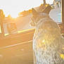 dog, car_interior, sunlight, window, seat, animal, pet, spotted, daylight, sunset, looking_out, warm_light, vehicle, road, ears, tail, furry, domestic_animal, side_view, travel