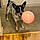 Bandit
