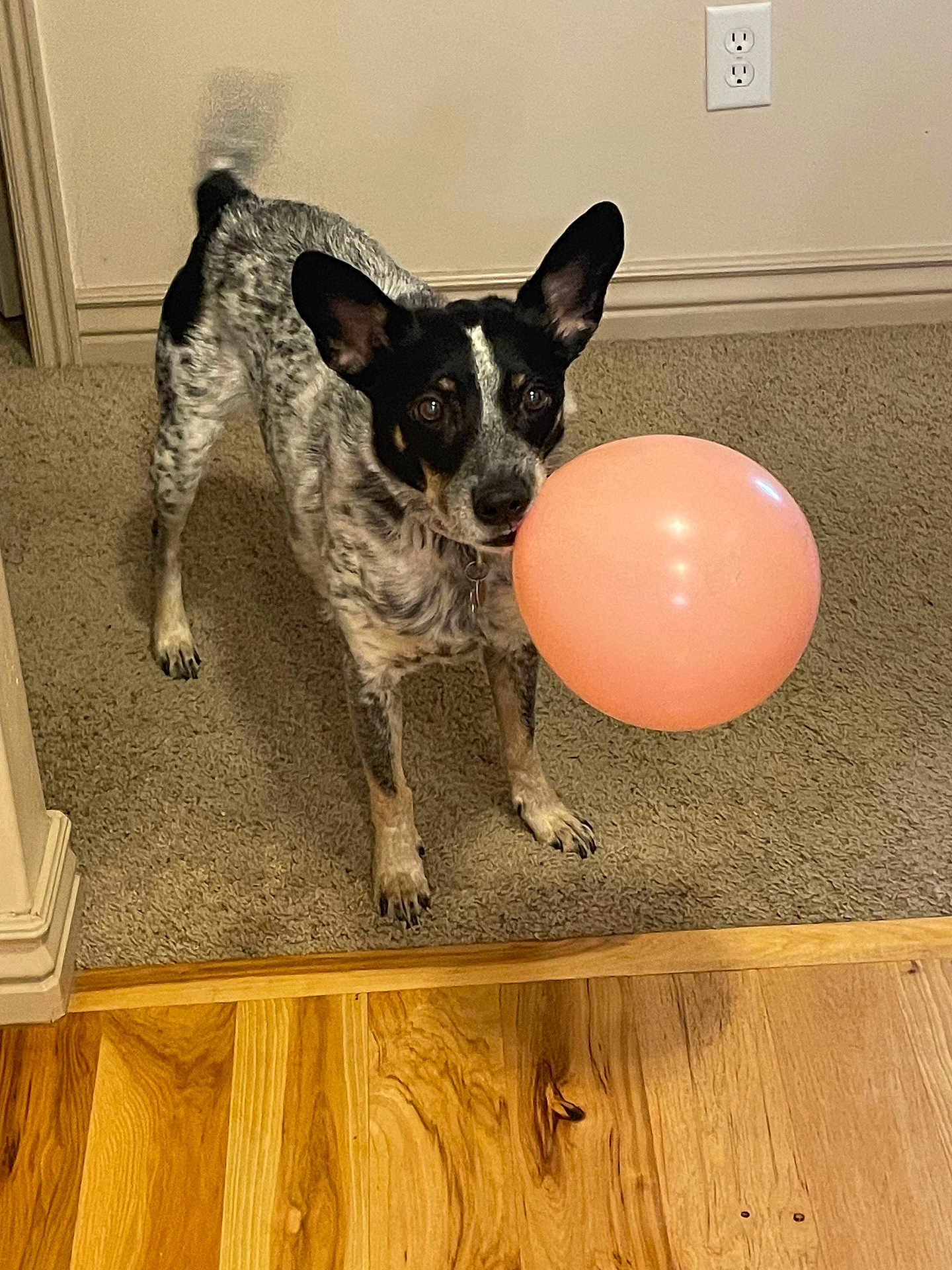 Bandit is registered to the contest to win money with this photo: dog, balloon, carpet, wood_floor, indoor, pet, animal, ears_up, speckled_coat, beige_wall, playful, alert, house, domestic, flooring, mouth_holding, curious, standing, tail_wagging, collar