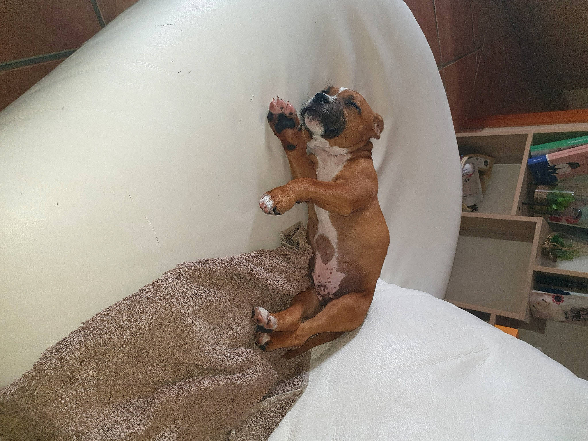 Trésor participe au concours pour gagner de l'argent avec cette photo : canidae, carnivore, comfort, companion_dog, dog, dog_breed, elbow, fawn, flooring, hardwood, human_leg, knee, linens, room, shelf, sporting_group, thigh, toy_dog, wood, working_animal