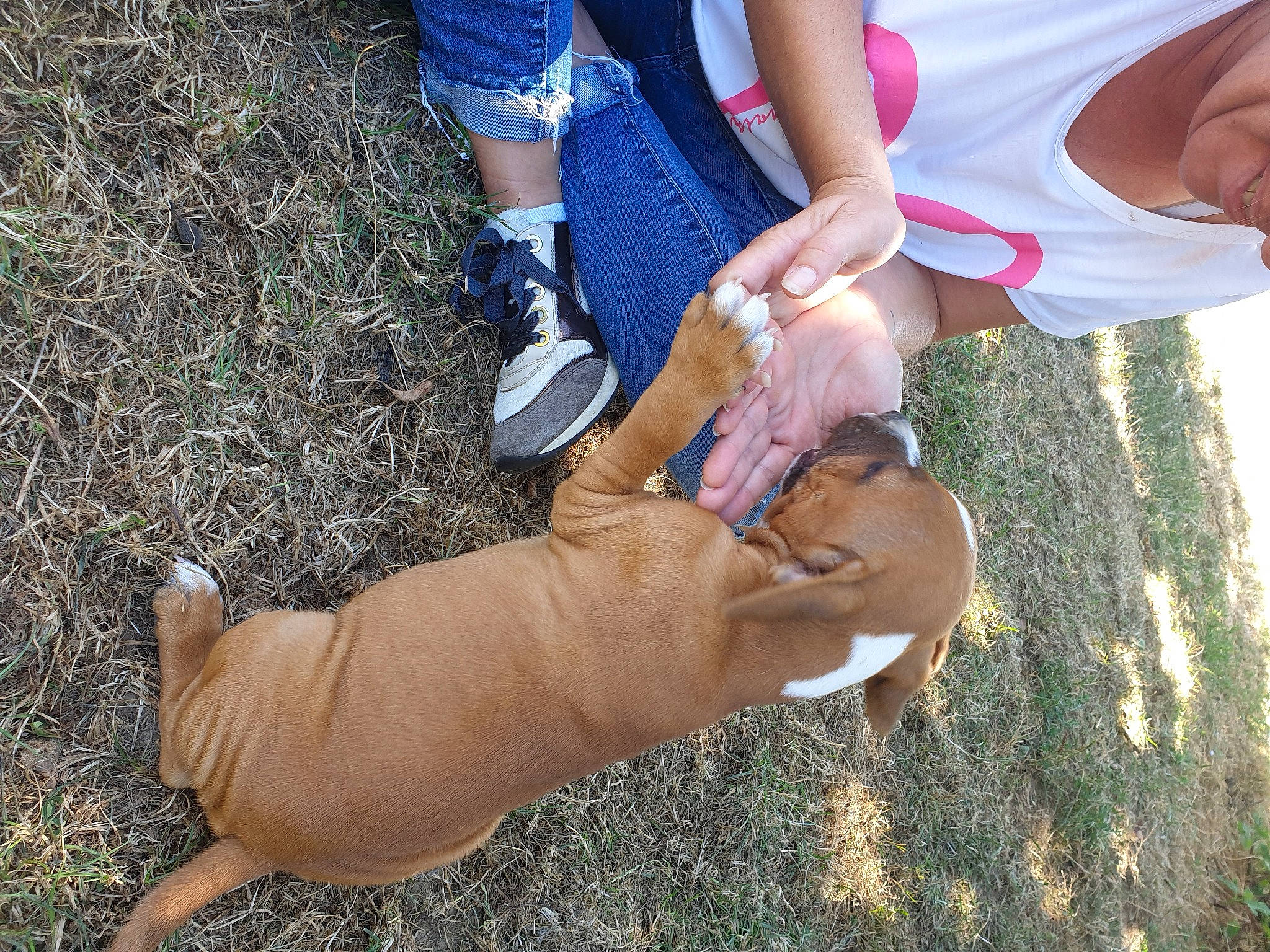 Trésor participe au concours pour gagner de l'argent avec cette photo : carnivore, companion_dog, dog, dog_breed, dog_collar, electric_blue, fawn, fun, goats, grass, human_leg, knee, leash, people_in_nature, soil, sporting_group, tail, thigh, working_animal, wrist